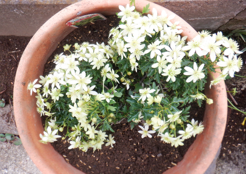 ピクシー　花終わり ピクシー 花終わり