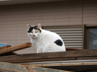 ホワッツマイケル でミケ猫がかわいいのに カトリーヌちゃんを見たら Yahoo 知恵袋