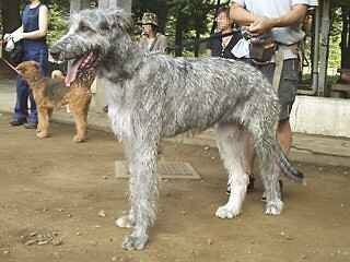 世界中で一番大きい犬は どの種類ですか 世界最大の犬種は Yahoo 知恵袋