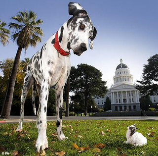 世界中で一番大きい犬は どの種類ですか 世界最大の犬種は Yahoo 知恵袋