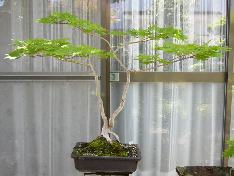 もみじ盆栽1年目の剪定について。今年春、発芽してすぐの状態のもみじ 