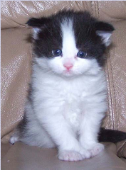 ディズニーキャラクターの猫のフィガロはどんな種類のネコですか よか Yahoo 知恵袋