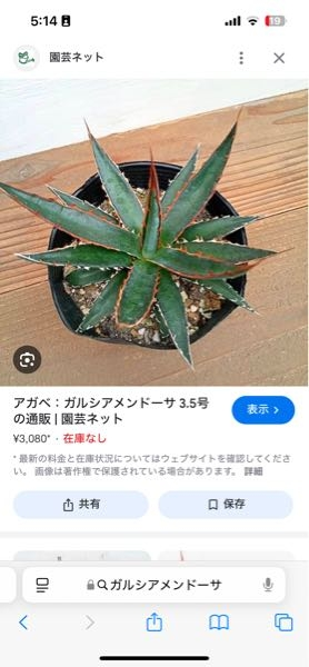 このアガベの種類を教えてください！私的にはホリダの仲間の