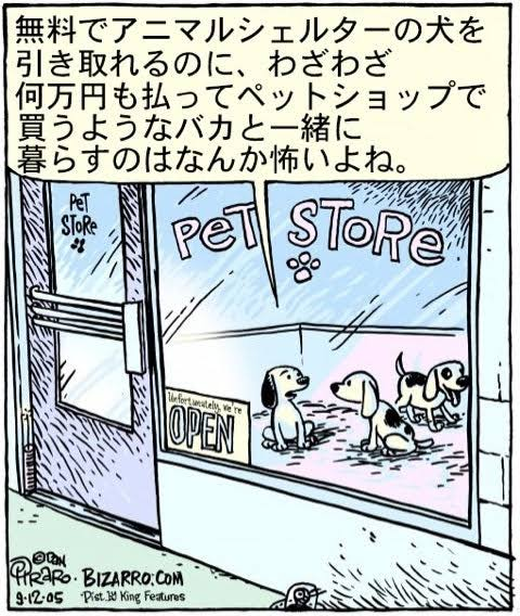 犬を飼いたいのですが、どこで買うのがいちばんいいのでしょうか 