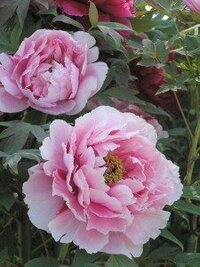 高貴な花と言えば 日本ではどの花ですか 桐や藤がすぐに思い浮か Yahoo 知恵袋