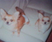 犬の生理中は基本 オムツを付けっぱなしでいいんですかね もちろん汚れたら Yahoo 知恵袋