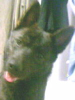 犬が散歩中に他の犬にとびかかろうとします 甲斐犬のオス Yahoo 知恵袋