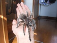 どうしてもクモが大嫌いで凄く苦手なんですが こんな私にクモを好きに Yahoo 知恵袋