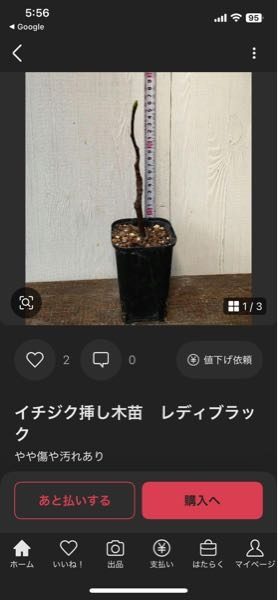 いちじくのレディブラックと言う品種を育ててみたいのですが苗木売っ