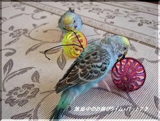 飼っているセキセイインコがおもちゃを怖がりがちなのですが 何か慣れ Yahoo 知恵袋