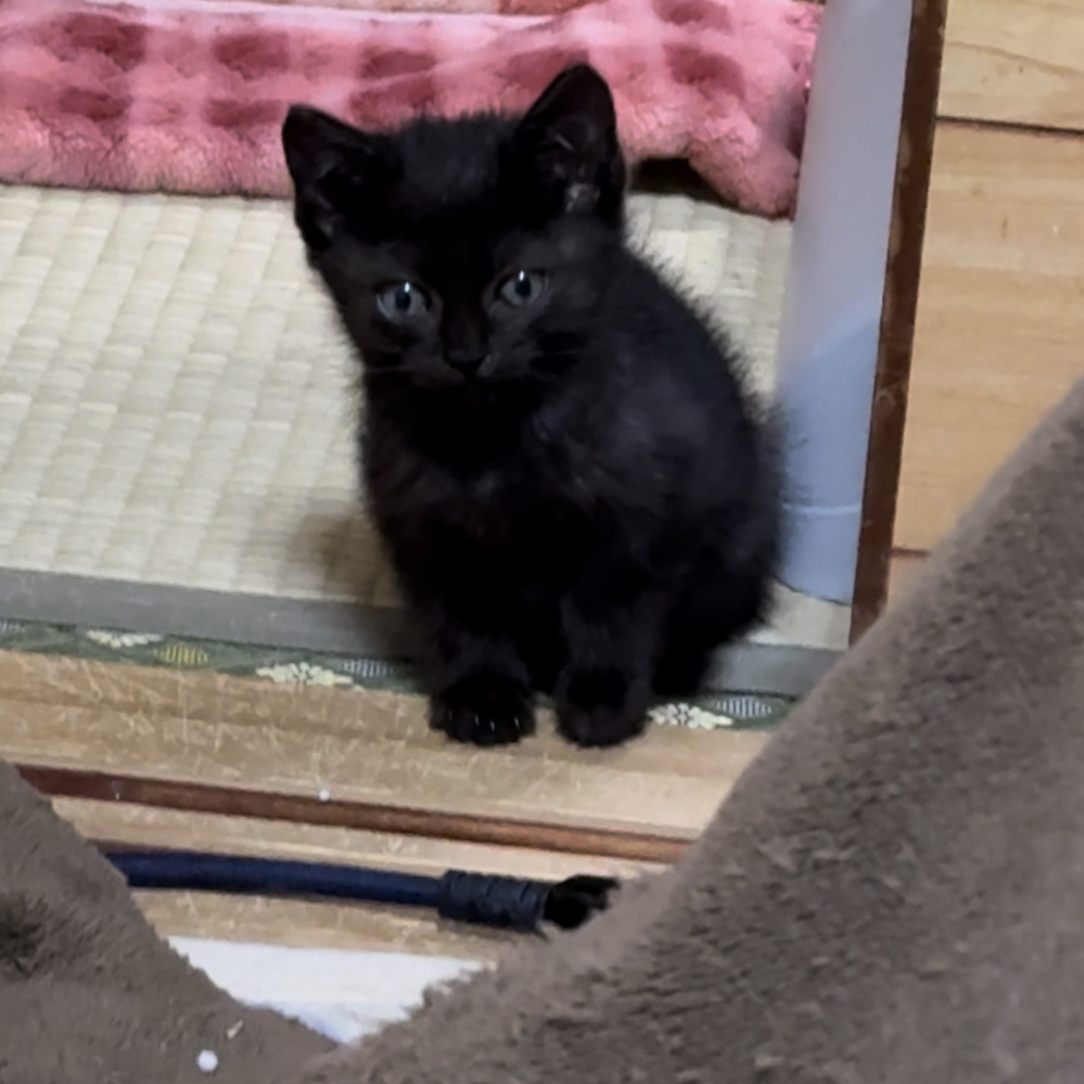 子猫の柄ついて質問です。この子猫はキジ黒ですか？成猫になればど
