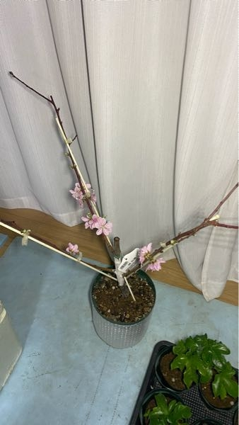 桃の木を買いました。枝が全て落とされていて葉っぱが出ています。もう