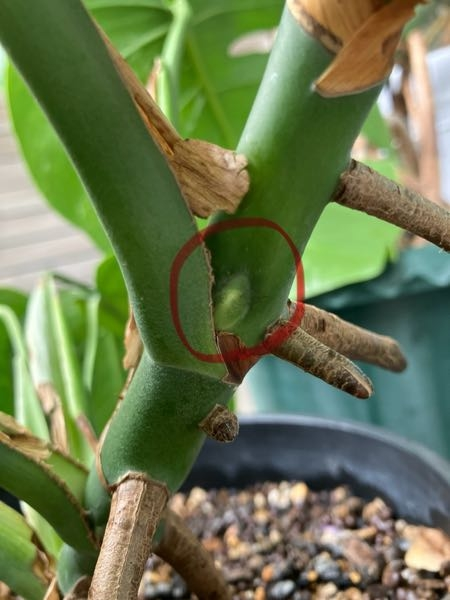 モンステラの株分けでもらった一本を育てていました。新しい新芽が出 