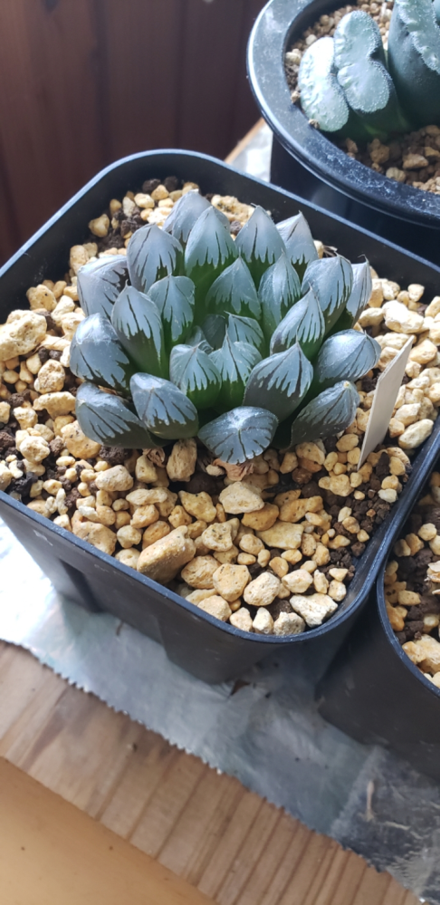 メルカリに多肉植物ハオルチア虹オブツーサ錦鮮明錦超備品 - のよ