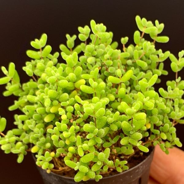 多肉植物（ドロサンテマム）を植える鉢について。 - 素焼き鉢は水やり