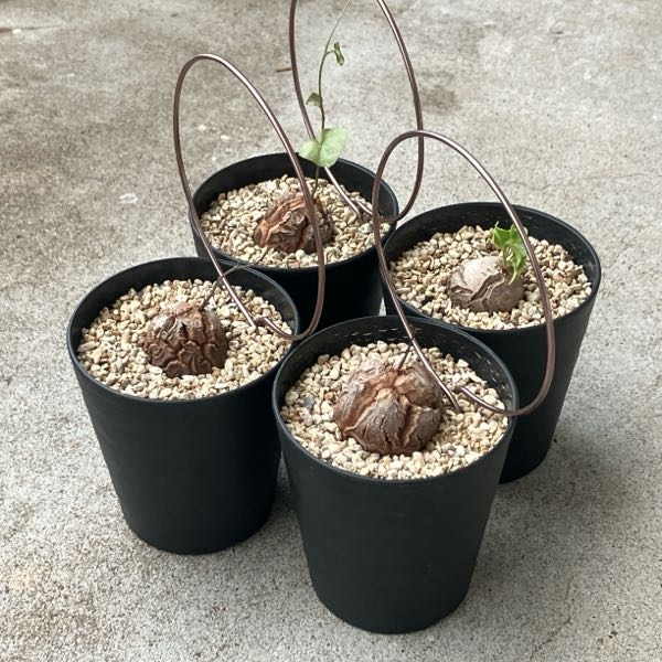 アフリカ亀甲竜の芽が伸びてきました。どのようにすればいいでしょうか