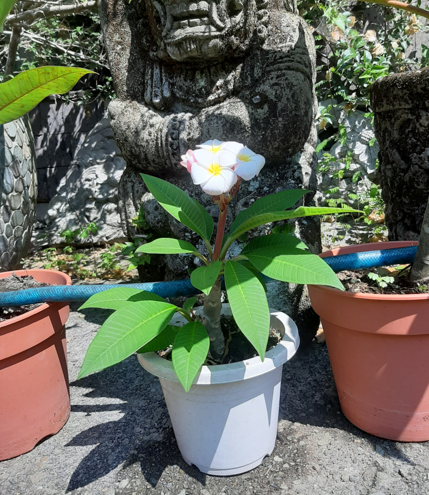 花芽がついているプルメリアの枝が折れてしまいました。鉢が落ちてし