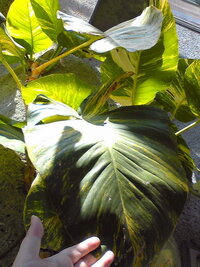 観葉植物の ポトス と ポリシャス は成長しませんよね 本棚の上 Yahoo 知恵袋
