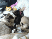 飼い猫が寝る時に背中を必ず私にぴったりくっつけて寝ます 私が暑くなって離れても Yahoo 知恵袋