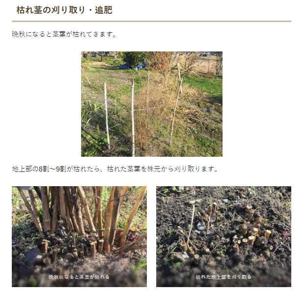 4月上旬から5月下旬までの間にアスパラガスを1株から50本程収穫しまし