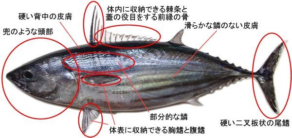 魚はなぜ早く泳ぐことができるのですか？尾ひれがあるからだと思ってい 