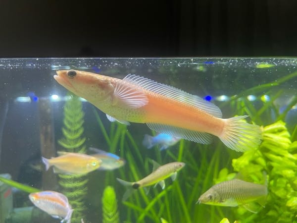 レインボースネークヘッドを飼おうと考えています。水槽60センチスリム 