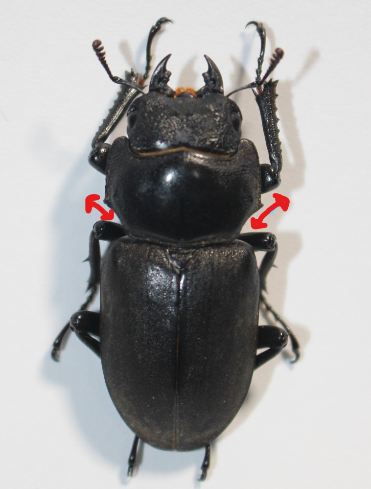 こちらはキュウシュウヒメオオクワガタでしょうか？ - 見た感