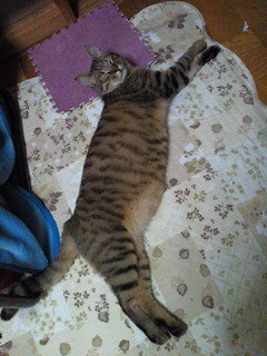 家の猫は体のわりに頭が小さいですか。顔が小さいとスタイルがい 