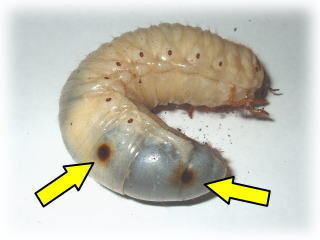 カブトムシの幼虫が上に出てきてしまっており色が黒いです 一部黄土色 Yahoo 知恵袋