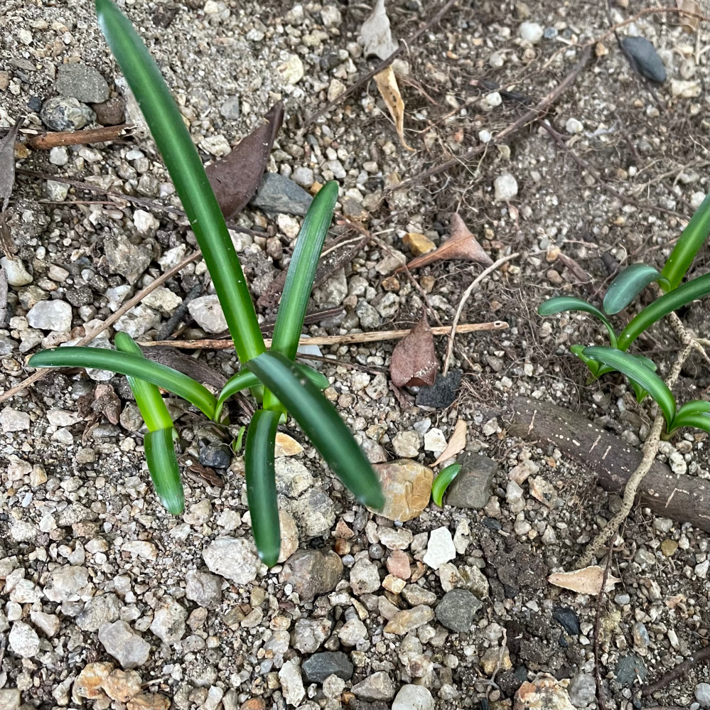 庭の一部に出てきたのですが、細長い綺麗な緑の葉っぱ……これは雑草です