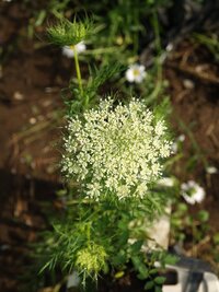 ニンジンって花咲くんですか 冷蔵庫に入ってるニンジンから黄色い花が開花しまし Yahoo 知恵袋