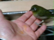 メジロは、これまで鳥を飼ったことのない人が最初に飼う鳥として向いて