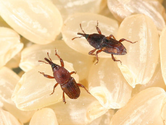 小さなカブトムシみたいな虫最近 5ミリぐらいの小さなカブトムシみたいな虫 Yahoo 知恵袋