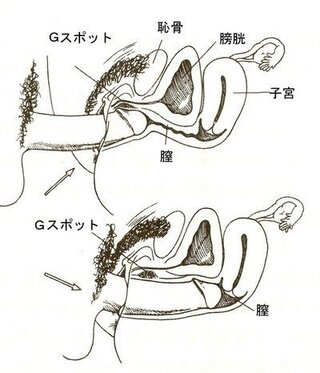 友人がgスポットって最高よねぇ って話しをよくしてくるのですが 私には何 Yahoo 知恵袋
