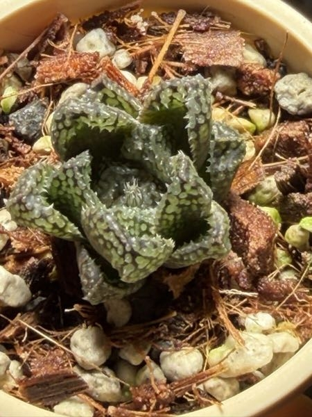 ハオルチア王蟲ってどこに売ってますか？？よく人の手持ちはネットで見