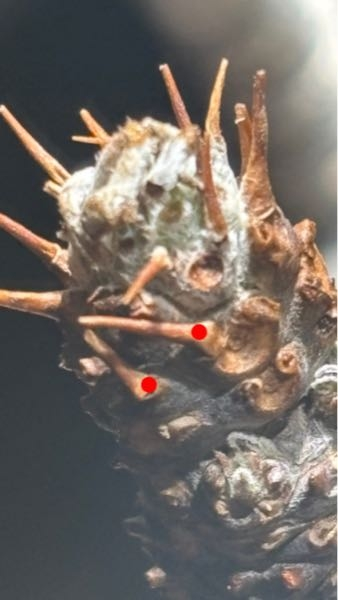 パキポディウムグラキリス現地球について先日、塊根幅13〜14