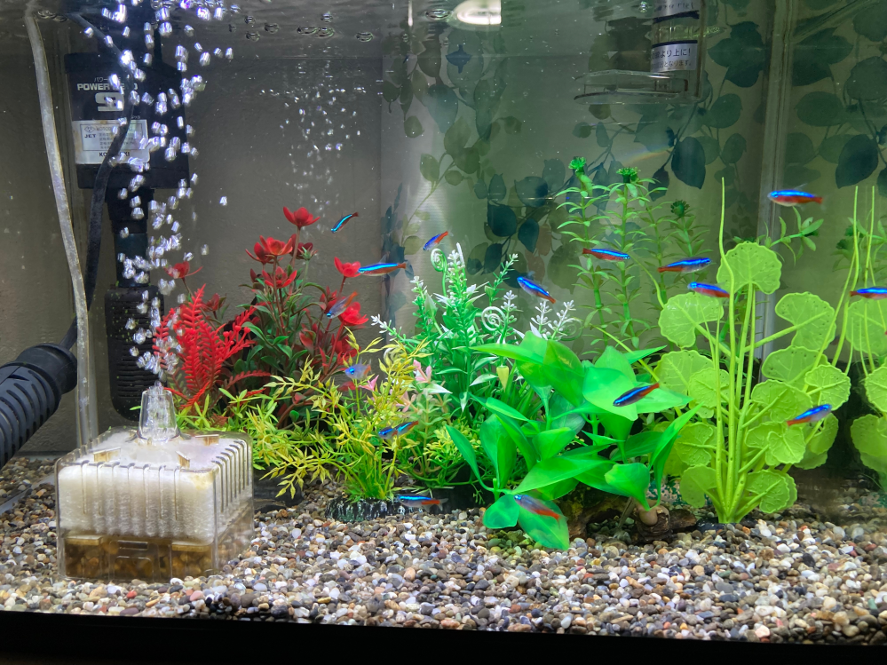小型熱帯魚でおすすめの組み合わせありますか？ - この2種を 