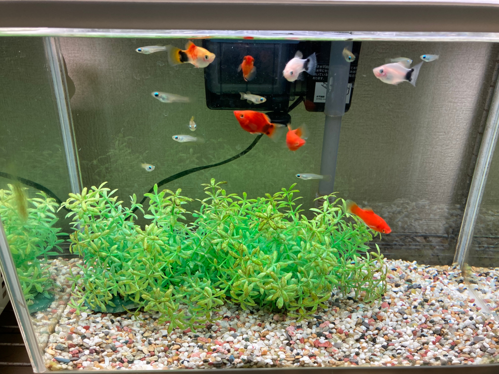 メダカ水槽の水替え頻度について90cm規格水槽でメダカ約50匹を飼育する 