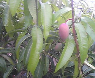 マンゴーの育て方を教えてください 種からです 買ってきたマンゴーの Yahoo 知恵袋