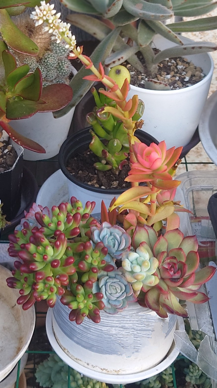 多肉植物の虹の玉について質問です。モリモリになるように育てたいの