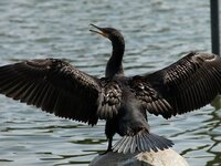 なんていう鳥ですか 今 港でボーっと海を見ていたら 海の中から鳥が出てきま Yahoo 知恵袋