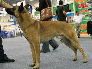 ベルジアンマリノアどんな犬ですか 沖縄の米軍基地でよく見かけるら犬 Yahoo 知恵袋