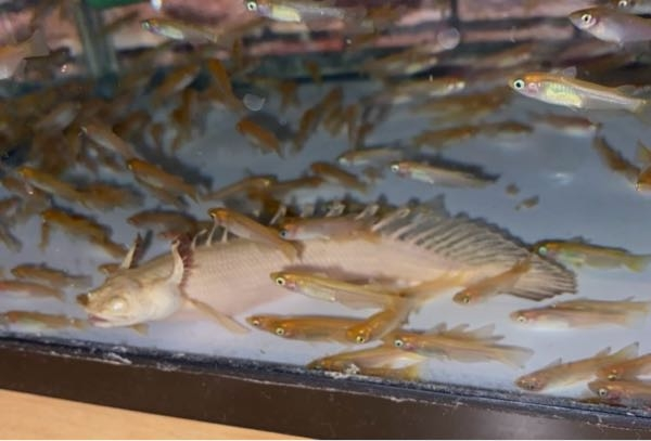 ちょうどベビーポリプテルスエンドリケリーを今60センチ水槽で飼って 