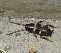 ゴキブリの赤ちゃんについて体は黒色 頭 体 おしりをわける様に白い細いラインが入 教えて 住まいの先生 Yahoo 不動産