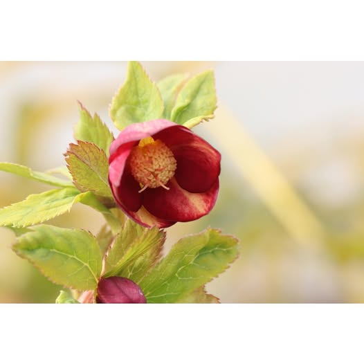 大木ナーサリーさんのクリスマスローズ、ミスティークについて教