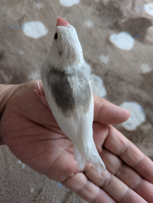 この文鳥の種類は何でしょうか？白にしてはくすんでいて、シルバー