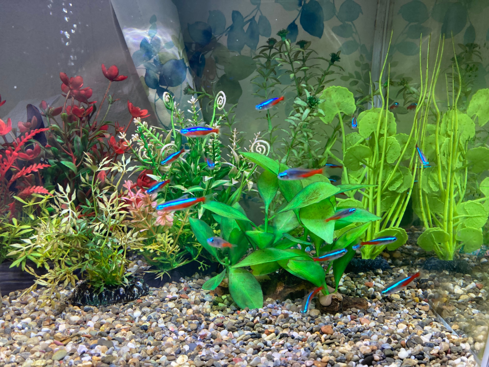 熱帯魚を飼い始めました。初心者です。 - 掃除が楽なように砂利を敷い 