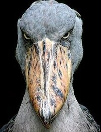 迫力のある動物といえば 閲覧ありがとうございます 今度学校 Yahoo 知恵袋