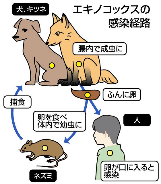 はる様確認用 ホンドギツネも、エキノコックスを持っていますか？ - 数年前に愛知
