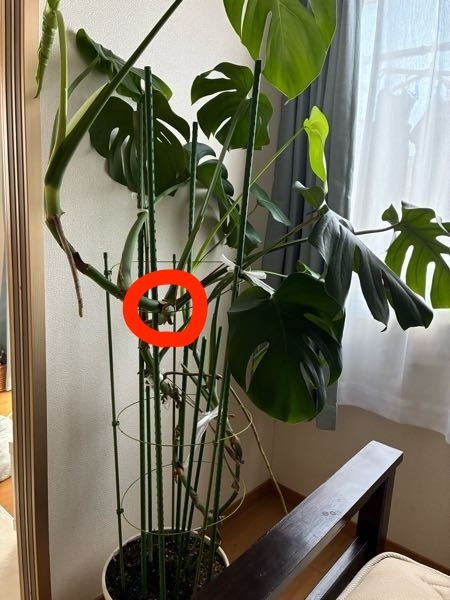 モンステラの育て方ここまで育ってくねくねの幹のモンステラをもう少し 